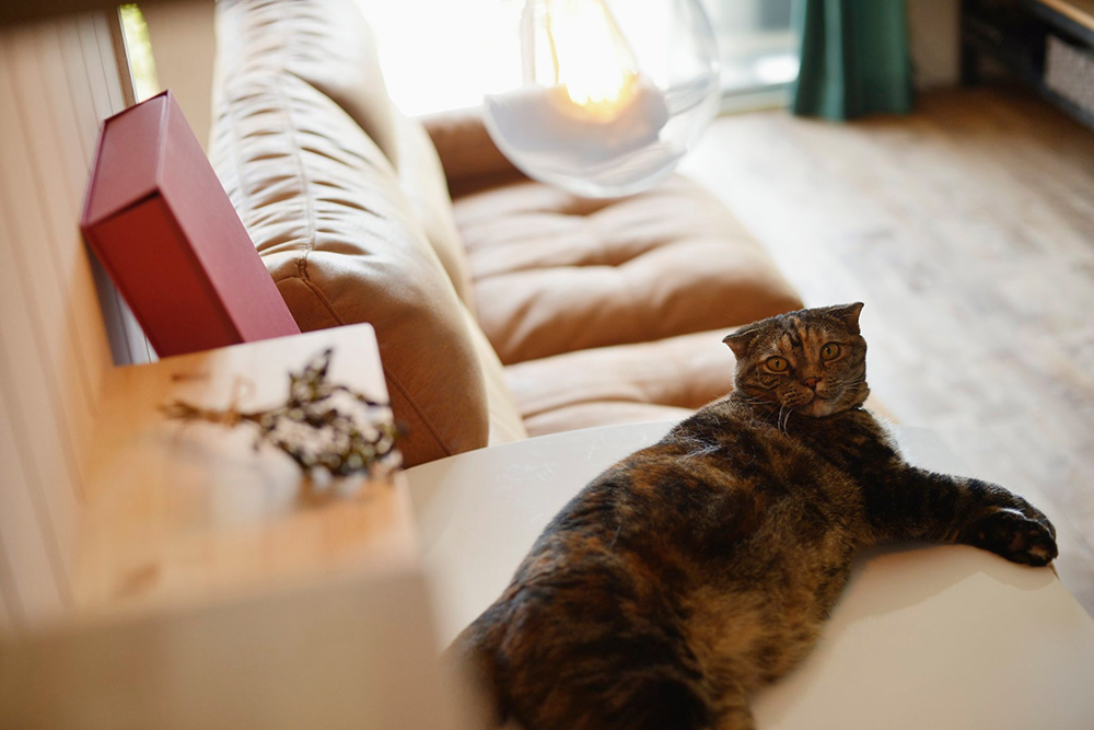 ひととねこ　ぬくもりの家