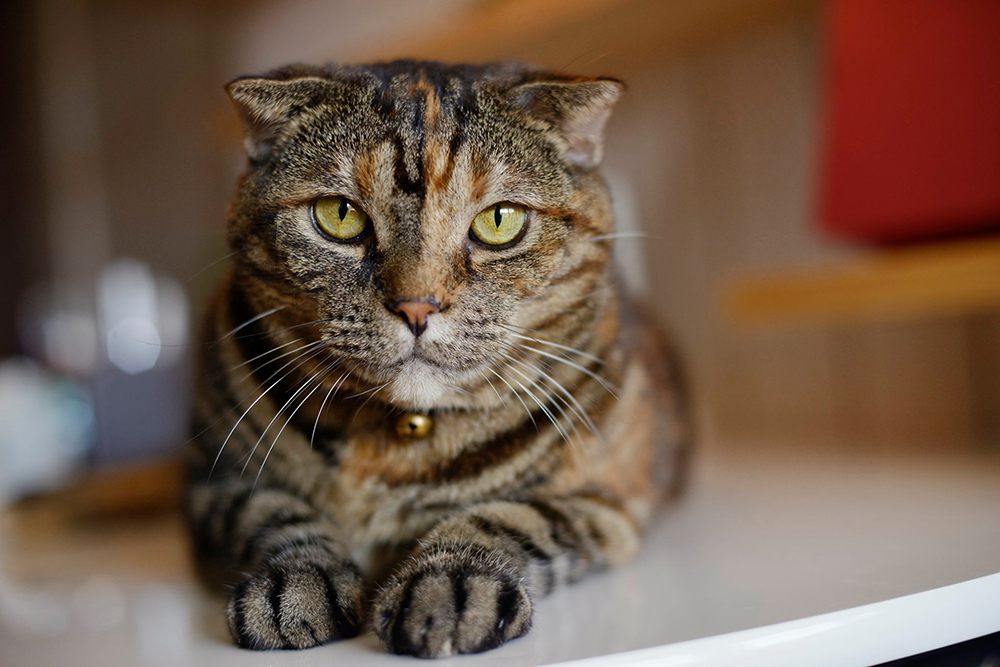 ひととねこ　ぬくもりの家