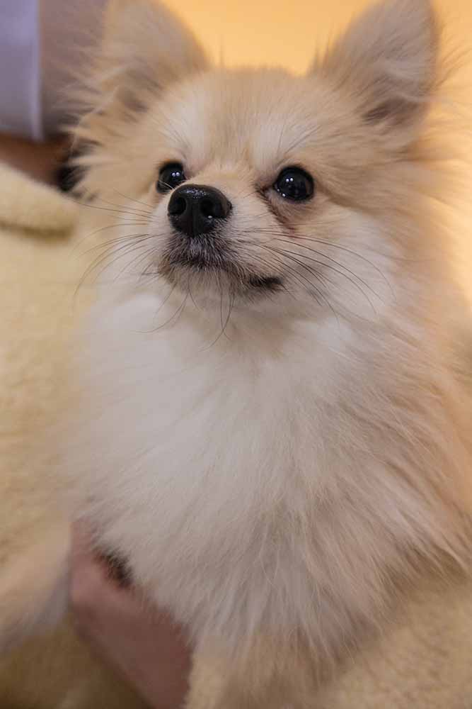 やわらかい光と