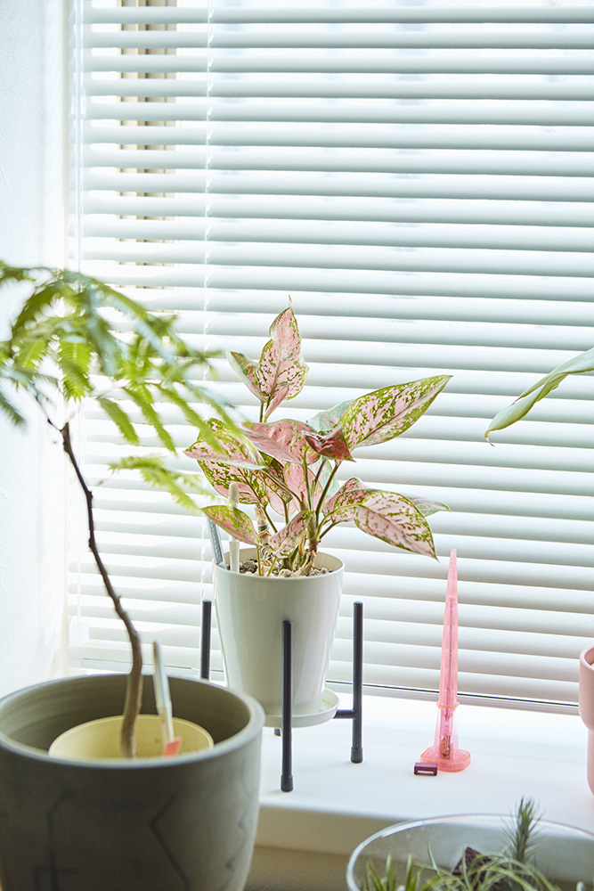 アクタスのソファを主役に描く、暮らしに寄り添うデザインが日常を特別に変える|埼玉県戸田市