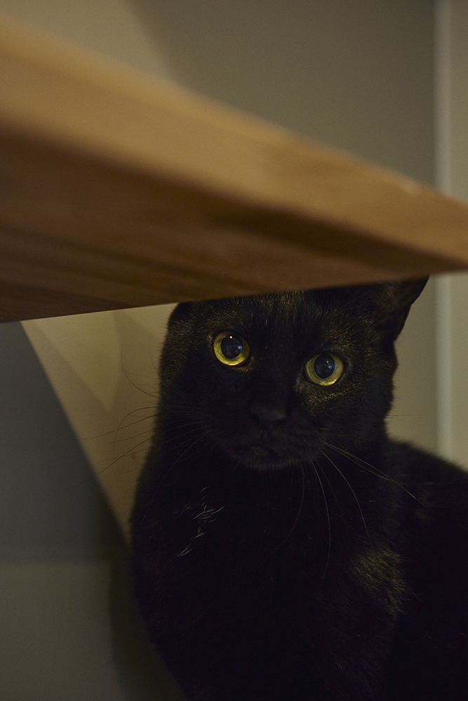 家族とペットが心地よく過ごす、“快適性×デザイン性”を追求した癒しの家｜埼玉県さいたま市