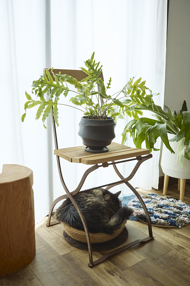 観葉植物と古材が馴染む自分らしく暮らせるリノベーション｜埼玉県北本市