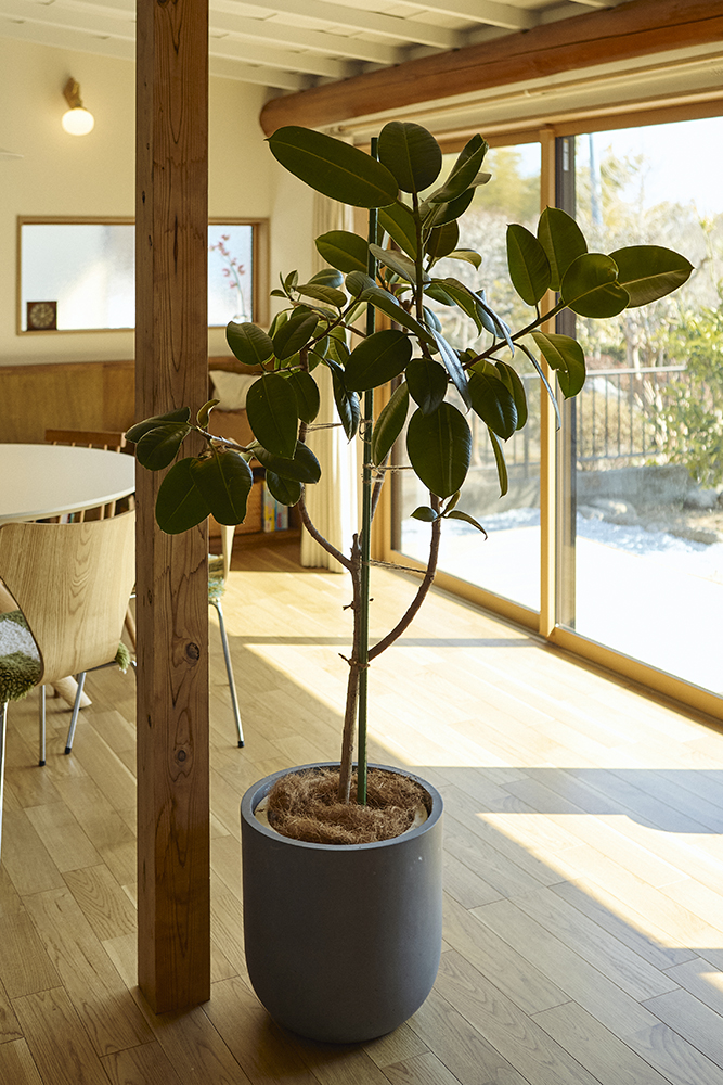 光と回遊動線で家族がつながるコの字型平屋リノベーション|群馬県安中市