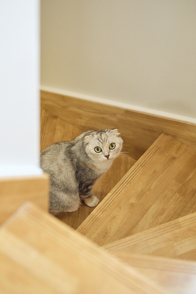 愛猫と心地よく暮らす、開放感あふれるリノベーションの家｜埼玉県越谷市