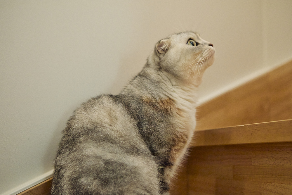 愛猫と心地よく暮らす、開放感あふれるリノベーションの家｜埼玉県越谷市