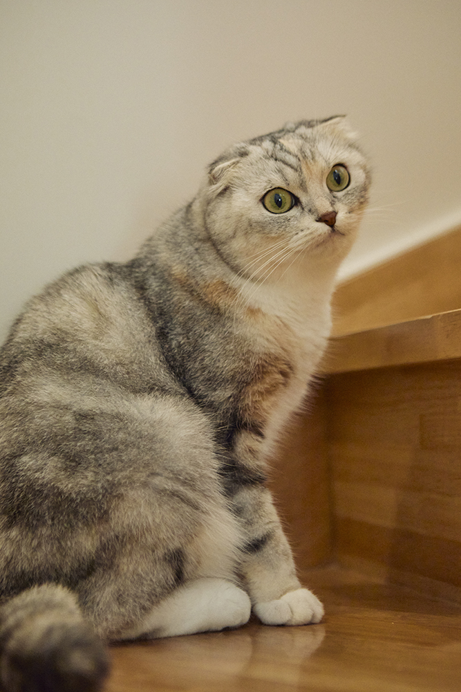 愛猫と心地よく暮らす、開放感あふれるリノベーションの家｜埼玉県越谷市
