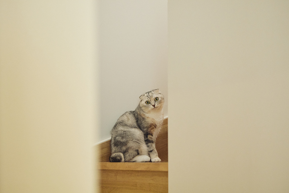 愛猫と心地よく暮らす、開放感あふれるリノベーションの家｜埼玉県越谷市