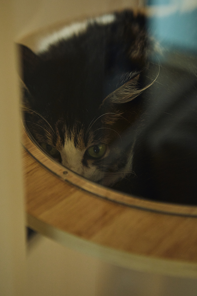 猫と心地よく、自分たちらしく。暮らしに寄り添うマンションリノベーション｜群馬県高崎市
